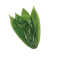 Bamboo Leaves